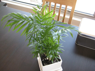 chamaedorea elegans